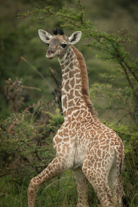 Close-up of baby masai giraffe looking back