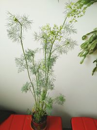 Close-up of potted plant against greenhouse