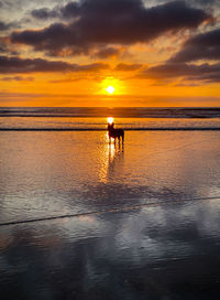 Scenic view of sea against sky during sunset with french bulldog