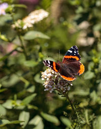 Close-up of butterfly pollinating on flowers