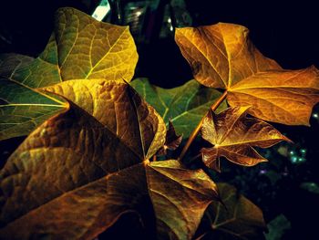 Close-up of dry leaves on plant
