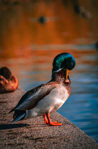 Duck perching on lake