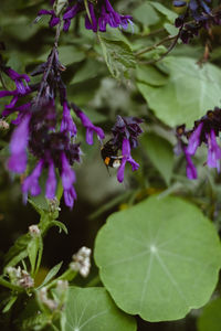 Close-up of insect on purple flowering plant