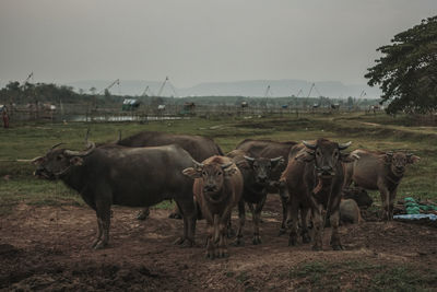 Horses in a field