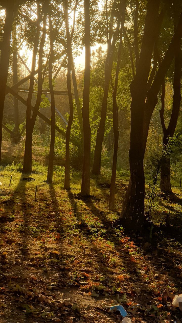 SUN STREAMING THROUGH TREES IN FOREST