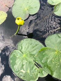 High angle view of lotus water lily in lake