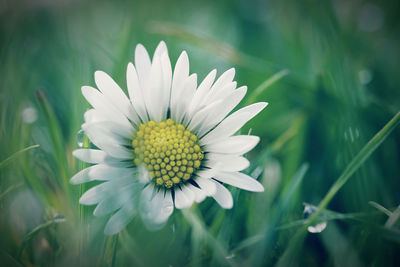 Close-up of white daisy flower