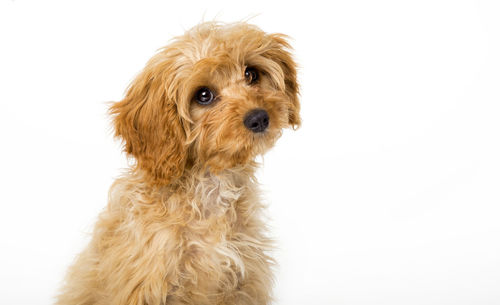 Portrait of a dog over white background
