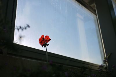 Low angle view of flowers blooming against window