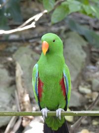 Close-up of parrot perching on plant