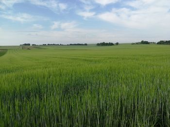 Scenic view of agricultural field against sky