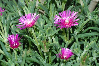 Close-up of purple coneflower blooming outdoors