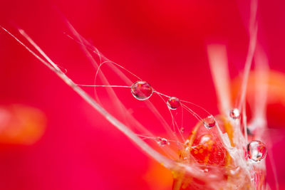 Macro shot of water splashing against red background