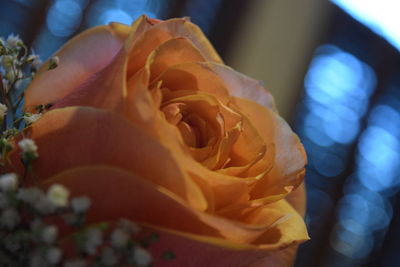Close-up of yellow rose blooming outdoors