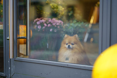 Pomeranian spitz dog sitting inside flower shop with pumpkins behind glass door. autumn season.