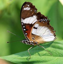 Close-up of butterfly on leaf