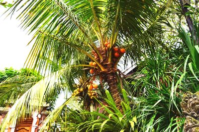 Low angle view of palm tree