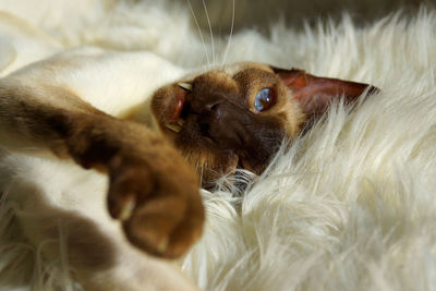 High angle view of siamese cat lying on soft bed