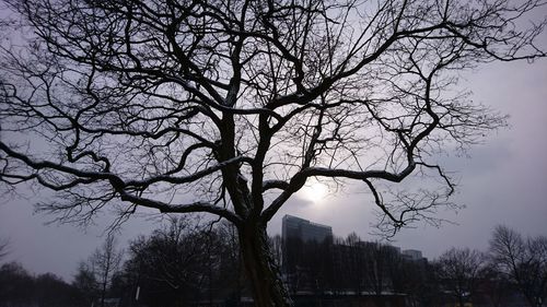 Low angle view of silhouette bare tree against building