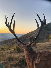 View of deer on land against sky