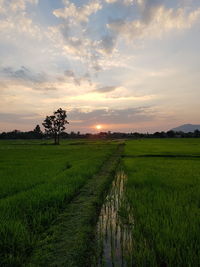 Scenic view of agricultural field against sky during sunset