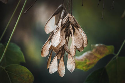 Close-up of dry leaves hanging on plant