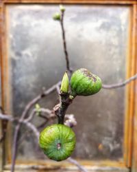 Close-up of green fruit on tree