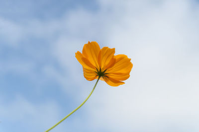 Close-up of yellow cosmos flower blooming against sky