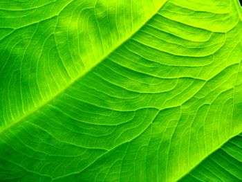 Full frame shot of green leaf