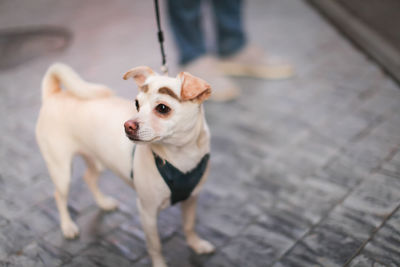 Portrait of dog standing on footpath