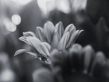 Close-up of flowering plant