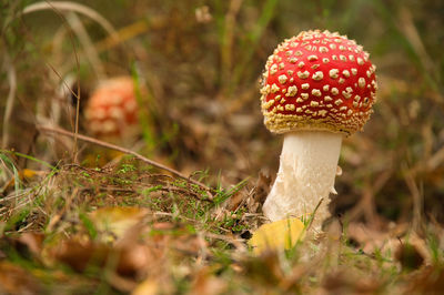 Close-up of mushroom growing on field