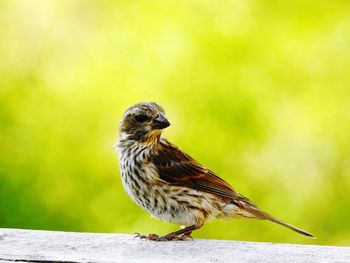 Close-up of sparrow