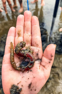 Cropped hand of person holding crab