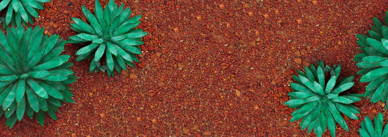 High angle view of plant growing outdoors