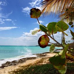 View of palm trees on beach