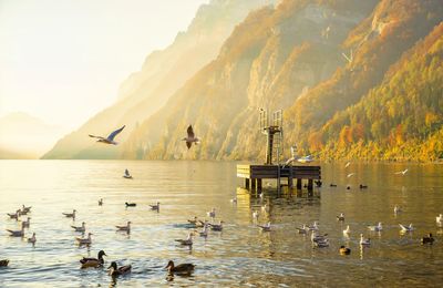 Birds in lake on sunny day