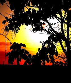 Sun shining through trees