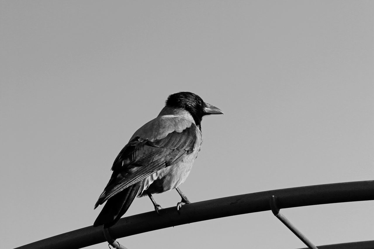 BIRD PERCHING ON RAILING AGAINST SKY