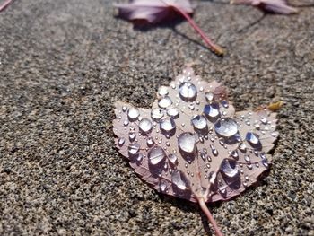 High angle view of leaf on wet sand