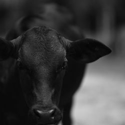 Close-up of cow
