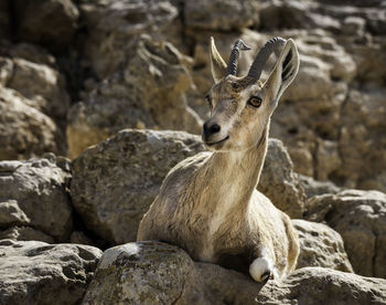 Deer on rock