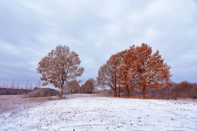 Trees against sky