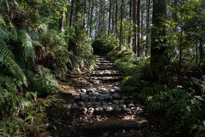 Footpath amidst trees in forest