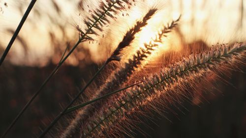 Close-up of dry plant on field during sunset