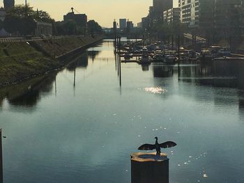 Birds perching on water in city against sky