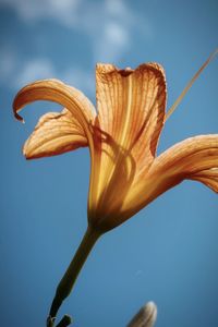 Orange lily against blue sky