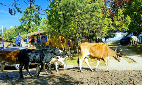 Cows on pasture