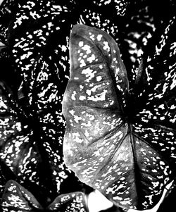 Close-up of dew drops on flower