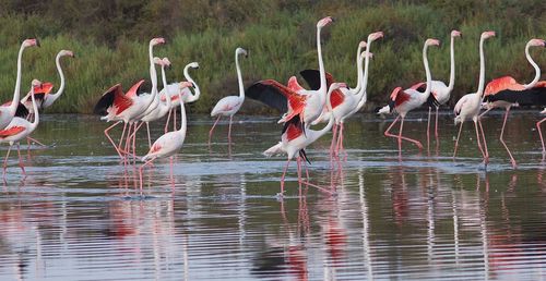 Flock of birds in lake
